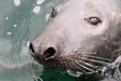 Curious-Seal