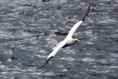 Gannet-Flying