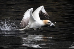 Gannet-with-Fish