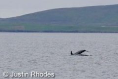 Risso-Dolphin-July-2021
