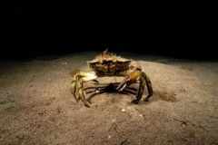 Underwater-Curious-Crab