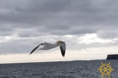 A Real 'Gannet's Eye View'