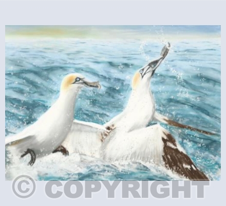 Gannets In Search Of Food - Greetings Card